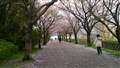 曇り空での桜のトンネル