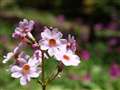 35mmf3.5Macro