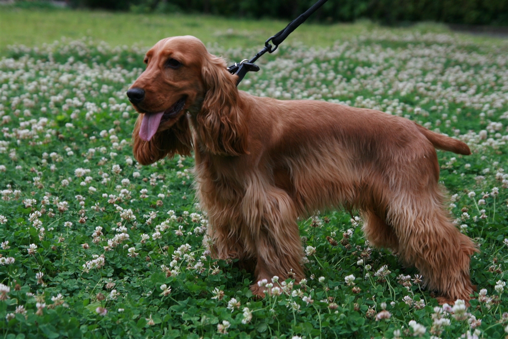 価格 Com 中型犬 イングリッシュ コッカー スパニエル おいなりさんのレビュー 評価投稿画像 写真 1759