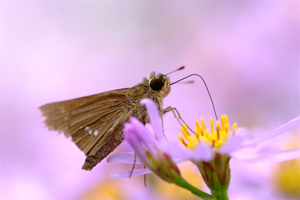 良品/作例】Nikon AF Micro Nikkor 105mm 真新しく f2.8D