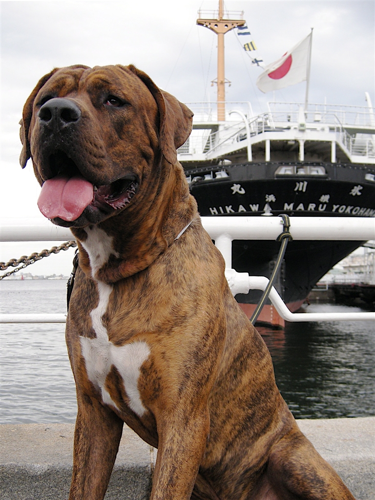 『横浜山下公園にも出没しまーーーす♪』大型犬 土佐犬 コビーくんさんのレビュー・評価投稿画像・写真