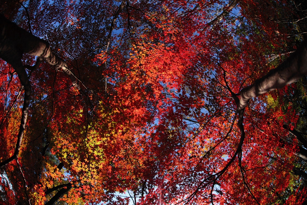SIGMA - [並品/作例有] Sigma AF 15mm f2.8 Fisheye キャノン シグマ SIGMA 15mm F2.8 EX DIAGONAL FISHEYE (キヤノン EF用
