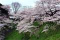 北の丸公園の桜