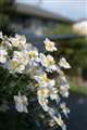 開放でF1.8