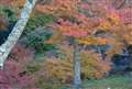 今年の紅葉1