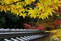 今年の紅葉4