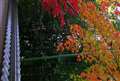 今年の紅葉5