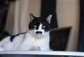 Siguma 50mmF1.4
