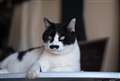 Siguma 50/1.4