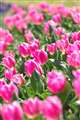 同じ日に撮った昭和記念公園のチューリップです
