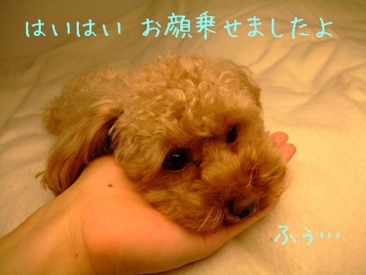 価格 Com お顔 という芸です 小型犬 トイ プードル Life Like Popさんのレビュー 評価投稿画像 写真 とても飼いやすい犬種です
