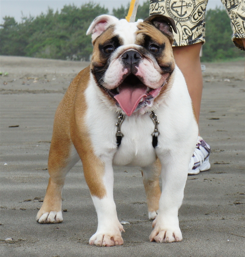 価格 Com 中型犬 ブルドッグ アラマカニさんのレビュー 評価投稿画像 写真 飼ってて楽しい犬