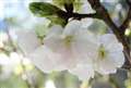 庭のサクランボの花