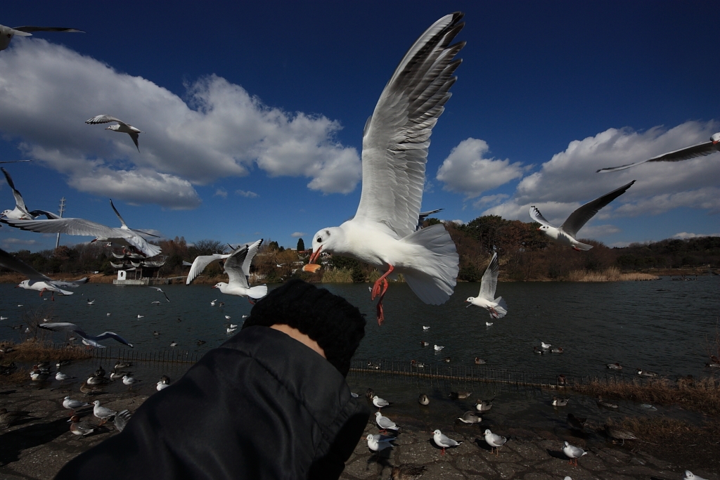 価格 Com シグマ 8 16mm F4 5 5 6 Dc Hsm キヤノン用 遮光器土偶さんのレビュー 評価投稿画像 写真 面白いです