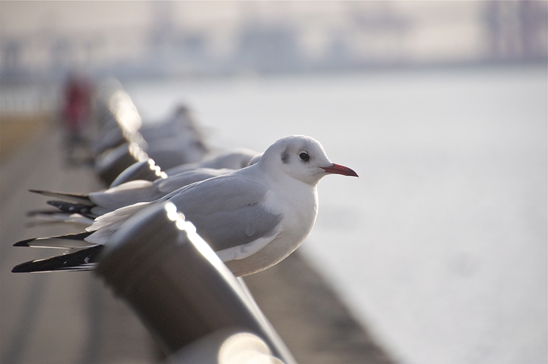 価格 Com 望遠270mmでカモメさんを狙う Tamron 18 270mm F 3 5 6 3 Di Ii Vc Pzd Model B008 ニコン用 レモン リーさんのレビュー 評価投稿画像 写真 結局は使う 総合点no 1レンズ 639