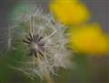 }NBeALEICA DG MACRO-ELMARIT 45/F2.8