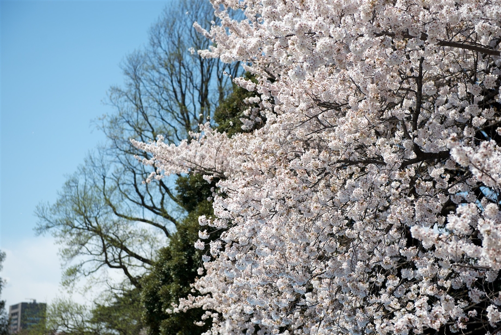 価格.com - 『青空と桜』ニコン D800 ボディ αSPFさんのレビュー・評価