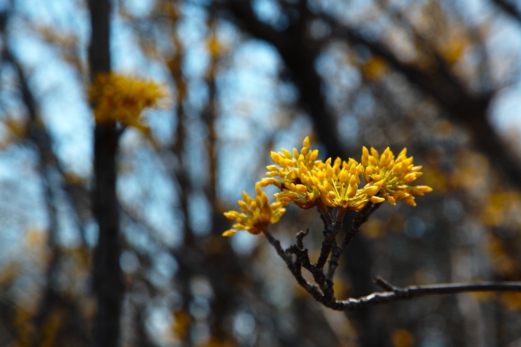 価格 Com 17 50mm F2 8 Ex Dc Os Hsm 最短撮影距離 Raw現像 シグマ Sd1 Merrill 17 50mm F2 8 Ex Dc Os Hsm レンズキット Holorinさんのレビュー 評価投稿画像 写真 Sd14からの買い替えです