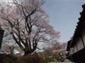 長野県飯田市　美博の桜