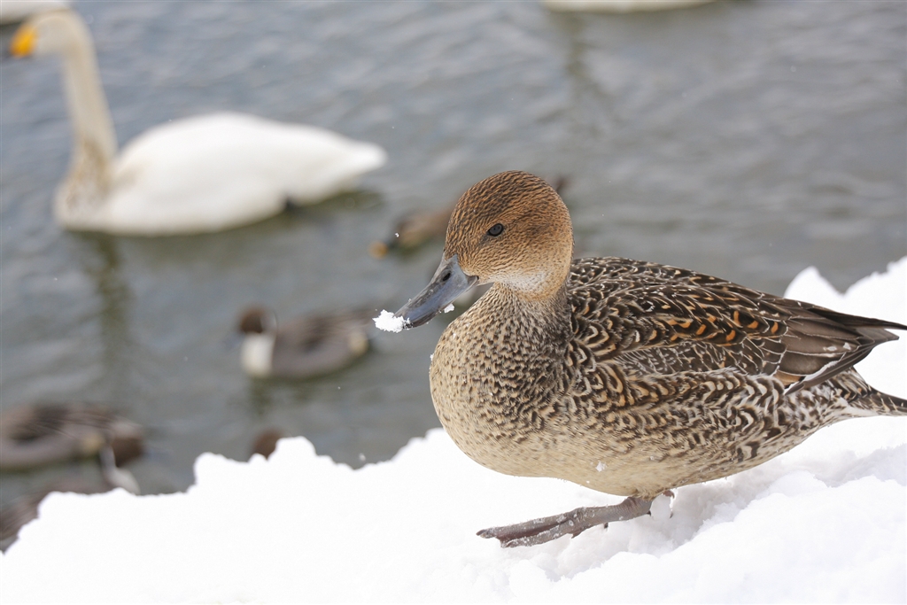 価格.com - 『かもちゃん』CANON EOS 40D ボディ kokotarouさんの 