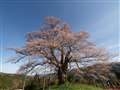 岡山の醍醐桜