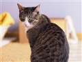 Tabby Cat Toby