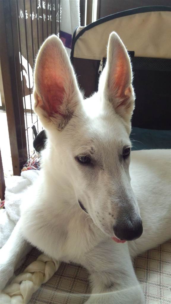 価格 Com 耳でか 大型犬 ホワイト シェパード ドッグ こちみか局長さんのレビュー 評価投稿画像 写真 素晴らしい犬です 8