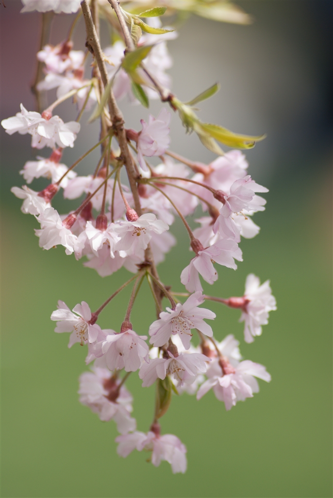 価格.com - 『花びらの質感は出ています。発色は薄め。』ニコン D3000