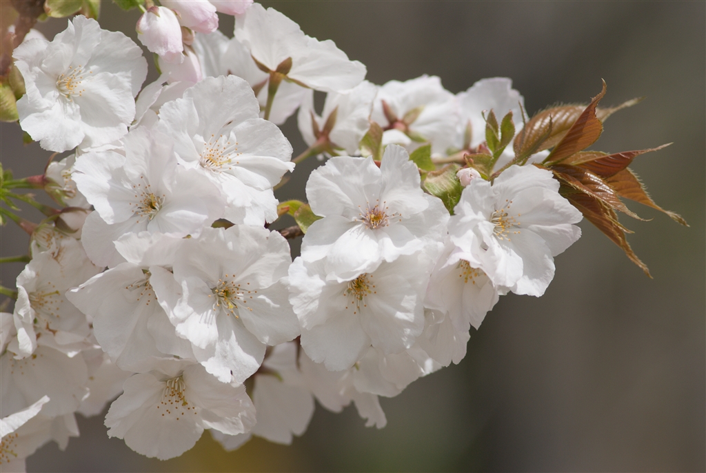 一眼レフデビューに✨️Nikon D3000で日常や旅の思い出を美しく残そう♥️ 価格.com - 『白飛びには注意が必要です』ニコン D3000 ボディ