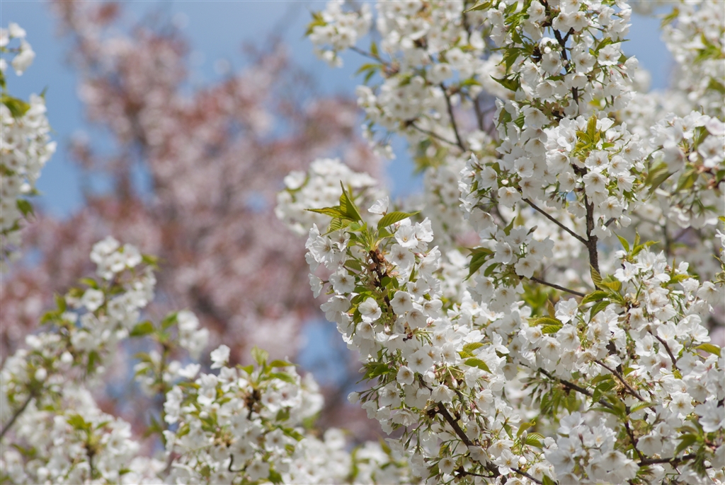 価格.com - 『普通に綺麗』ニコン D3000 ボディ hidepontaroさんの