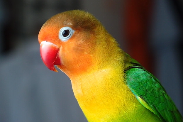 価格.com - 『飼っているルリコシインコです』オリンパス OLYMPUS XZ-1