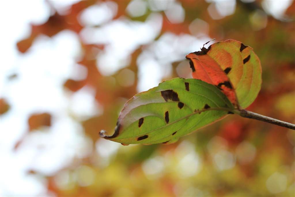 価格.com - 『単焦点レンズ（EF50mm F1.8 II ）買っちゃいました