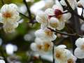 ピントの合いにくい梅の花びらもOK
