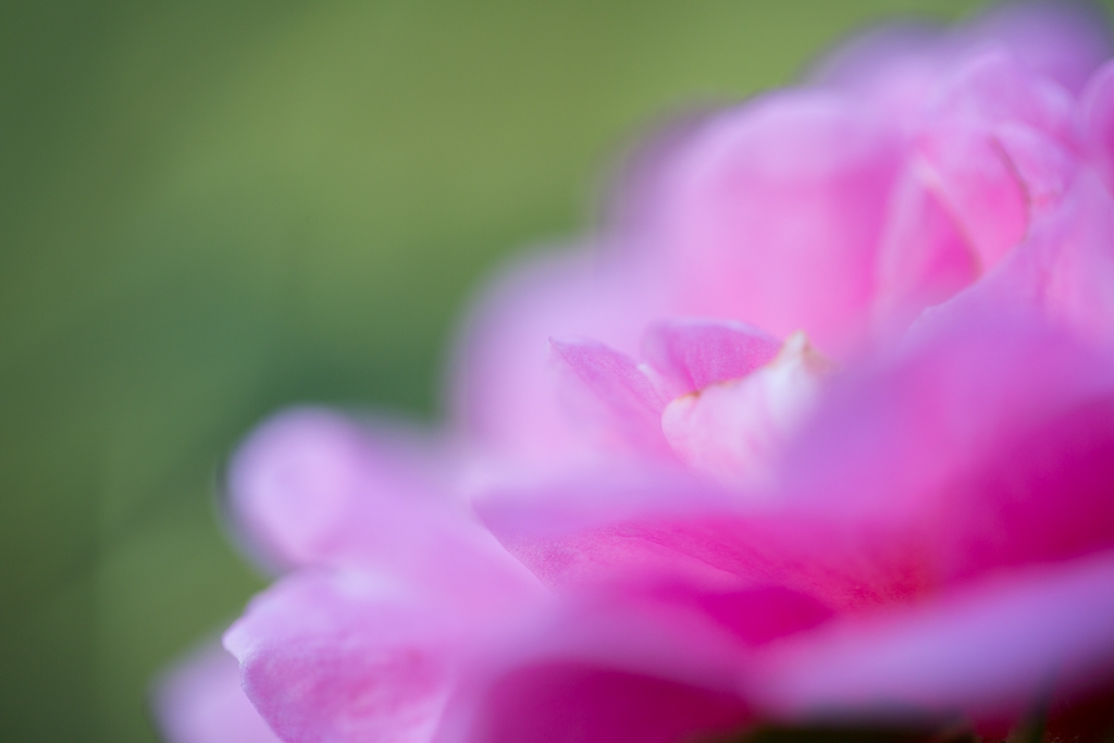 Canon - teabread様専用 EF100mm F2.8Lマクロ IS USM の+spbgp44.ru