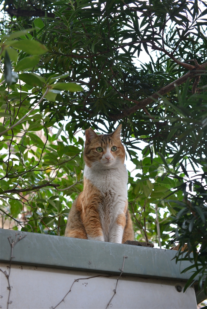 ai af zoom micro nikkor ed 70 180mm f4 5 f5 6d 3000 