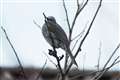 75-300mm@̃g~Oϐ܂