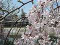 川端通り沿いの桜
