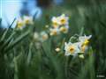 Voigtlander(cosina) Nokton 25mm F0.95̍iJ摜