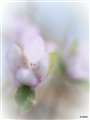 LEICA DG MACRO-ELMARIT 45mm/F2.8̉摜AArt Filter : Fantasic FocusB