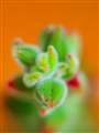 ZD50}N