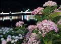 Be̎sHISO800ƈ΂͌B