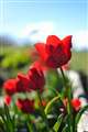 F1.8 PLtB^[gp