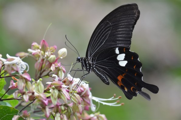 ニコン AI AF-S Nikkor 300mm f/4D IF-ED [ライトグレー] レビュー評価