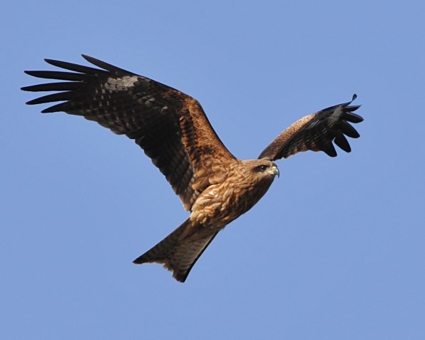 シグマ APO 300mm F2.8 EX DG/HSM (ﾆｺﾝ AF) レビュー評価・評判 - 価格.com