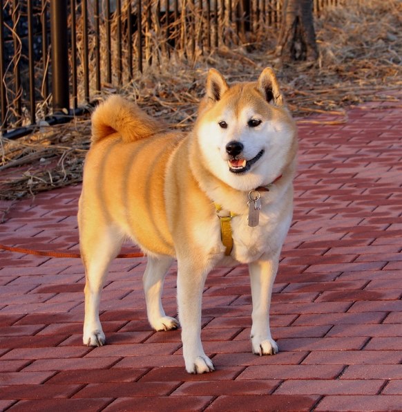 小型犬 柴犬 レビュー評価 評判 価格 Com