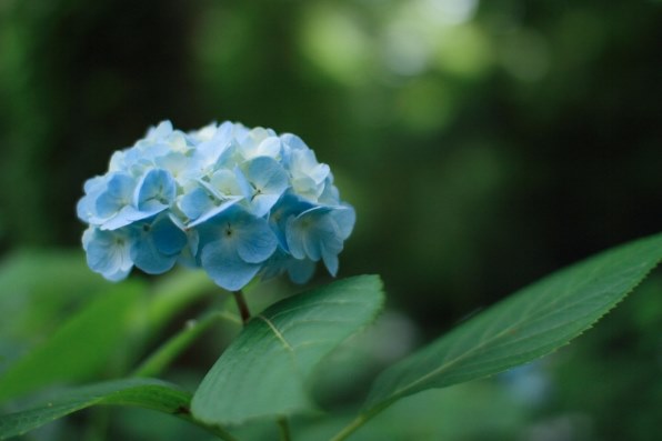 シグマ 30mm F1.4 EX DC HSM (キヤノン AF) レビュー評価・評判 シグマ 30mm F1.4 EX DC HSM (キヤノン AF) レビュー評価・評判