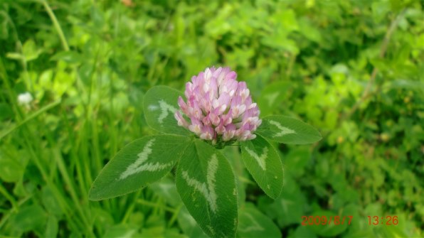 カシオ EXILIM ZOOM EX-Z270投稿画像・動画 (レビュー) - 価格.com