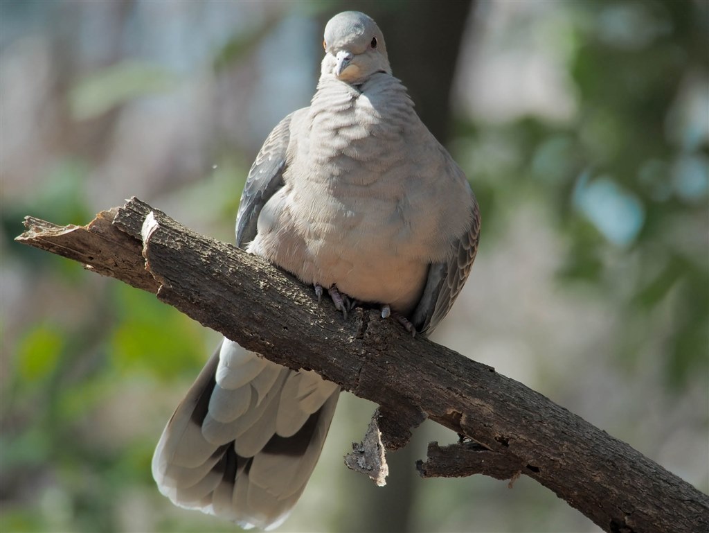 野鳥撮りに使えます オリンパス M Zuiko Digital Ed 75 300mm F4 8 6 7 Ii ブラック Canonikompusさんのレビュー評価 評判 価格 Com