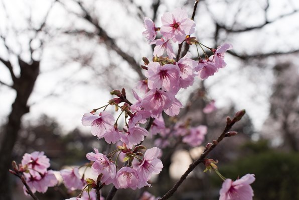 シグマ 50mm F1.4 EX DG HSM (ﾆｺﾝ用) レビュー評価・評判 - 価格.com