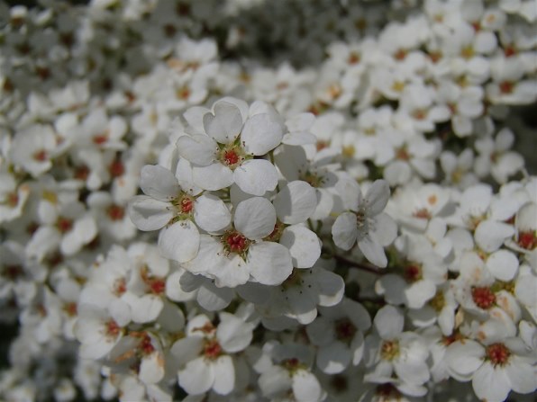 OLYMPUS STYLUS TG-625 Tough ホワイト ヨドバシ.com - オリンパス OLYMPUS STYLUS TG-625 Tough WHT